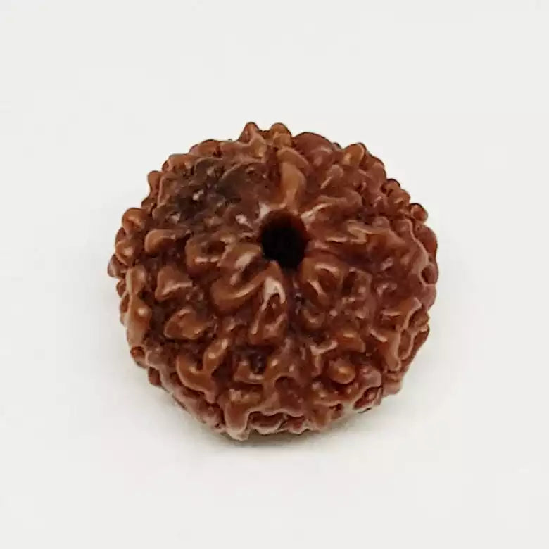 10 Mukhi Nepali Rudraksha