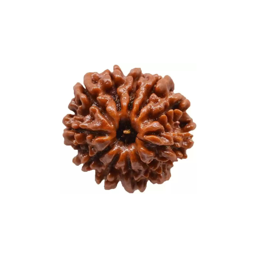 11 Mukhi Nepali Rudraksha