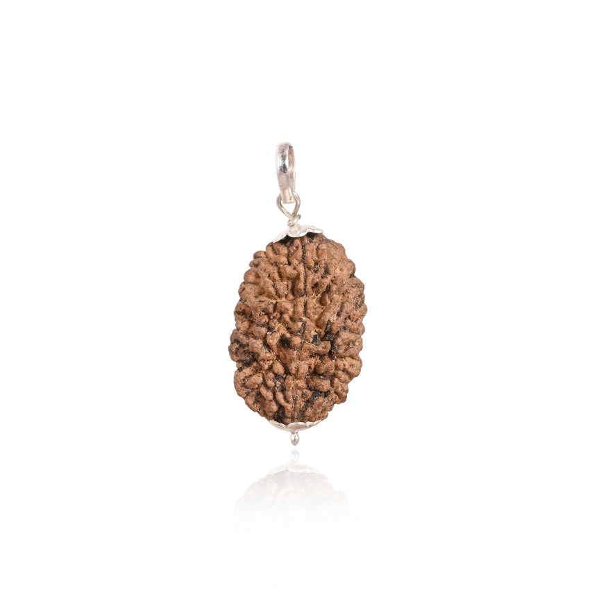 2 Mukhi Original Rudraksha