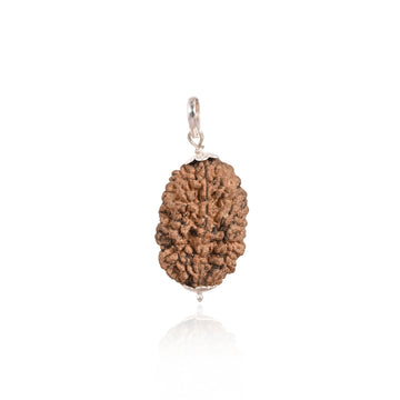 2 Mukhi Original Rudraksha