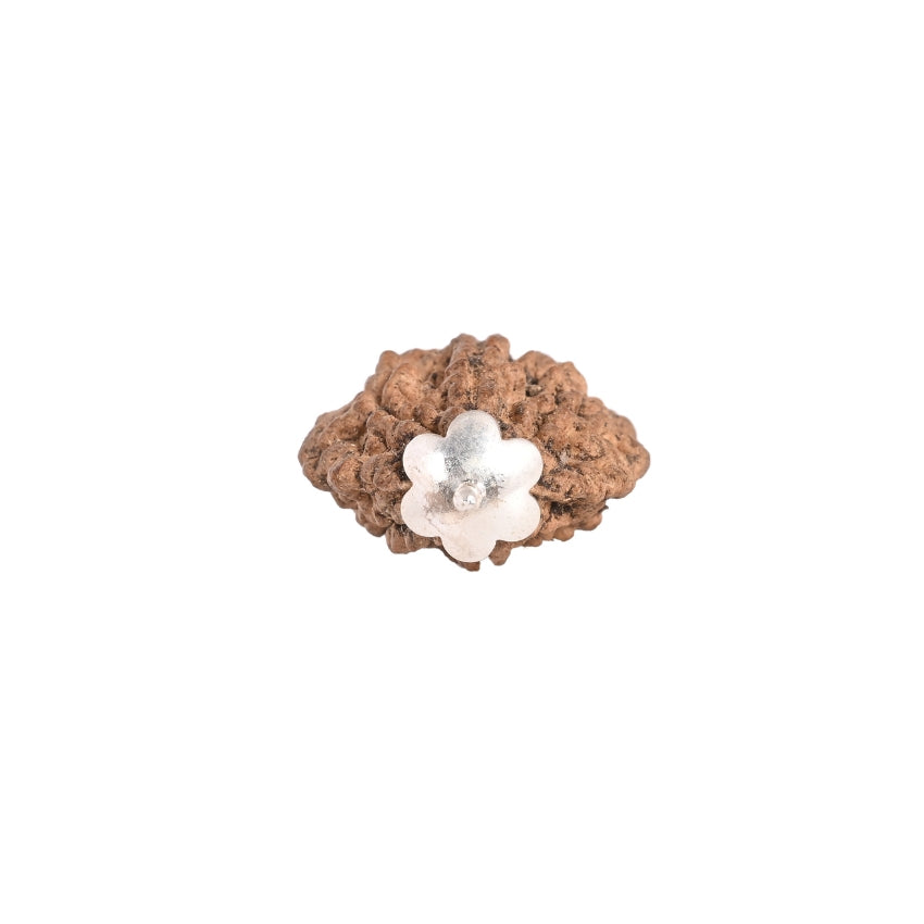 2 Mukhi Original Rudraksha