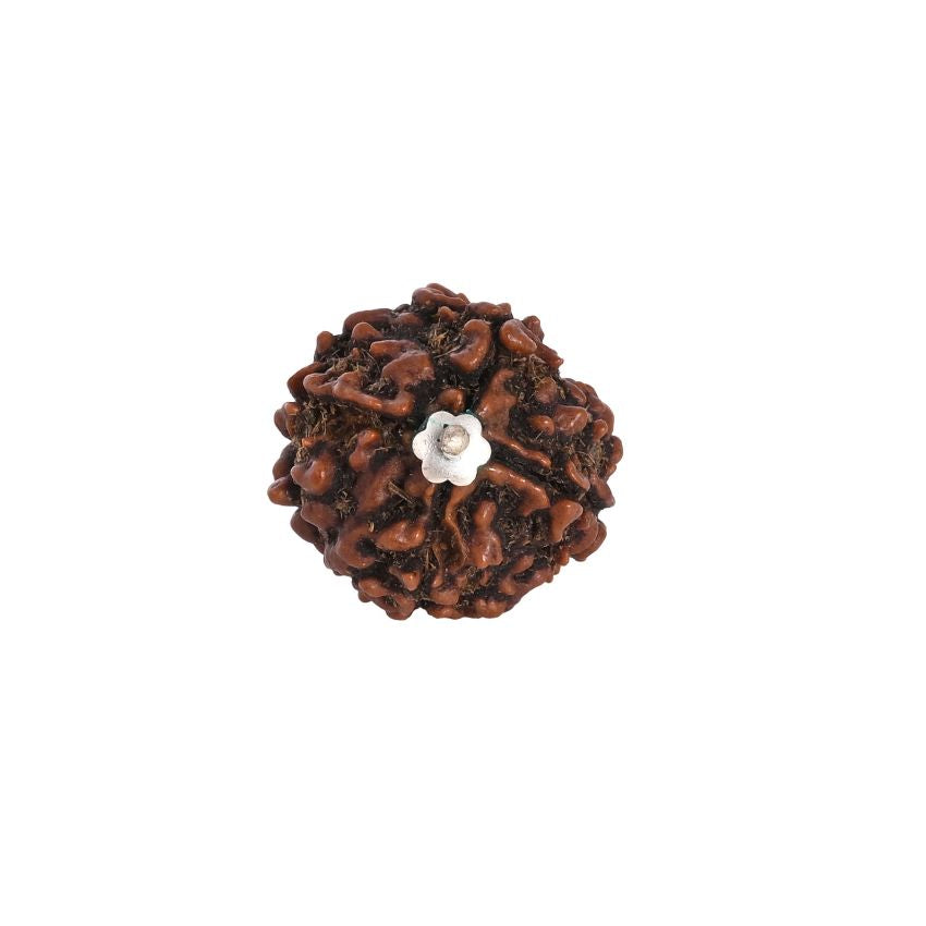 4 Mukhi Nepali Rudraksha