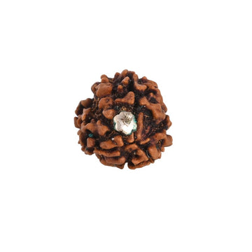 3 Mukhi Nepali Rudraksha