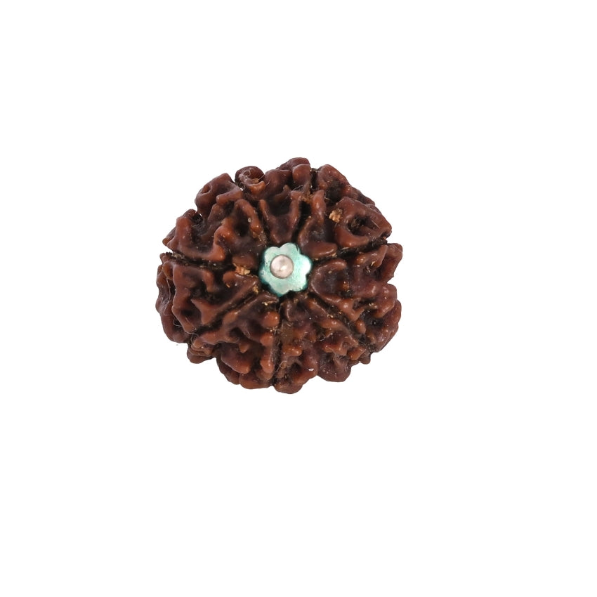 Natural 7 Mukhi Nepali Rudraksha - Saat Mukhi