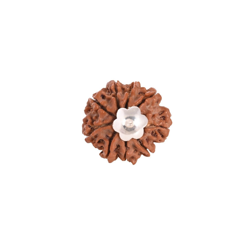 9 Mukhi Nepali Rudraksha