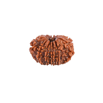 12 Mukhi Nepali Rudraksha