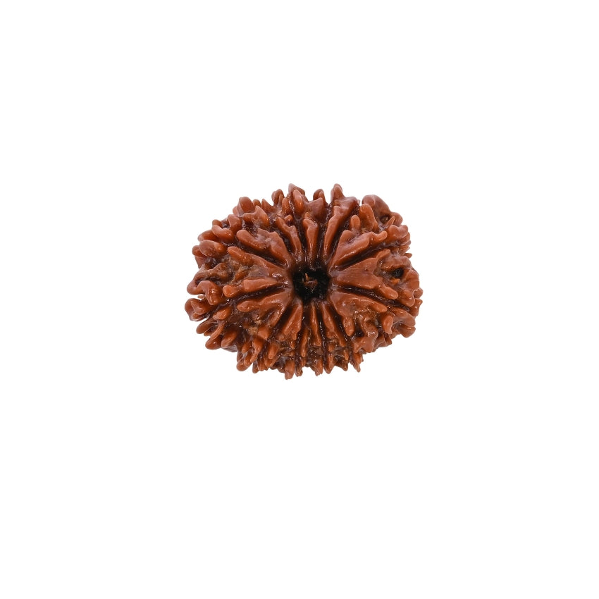 12 Mukhi Nepali Rudraksha