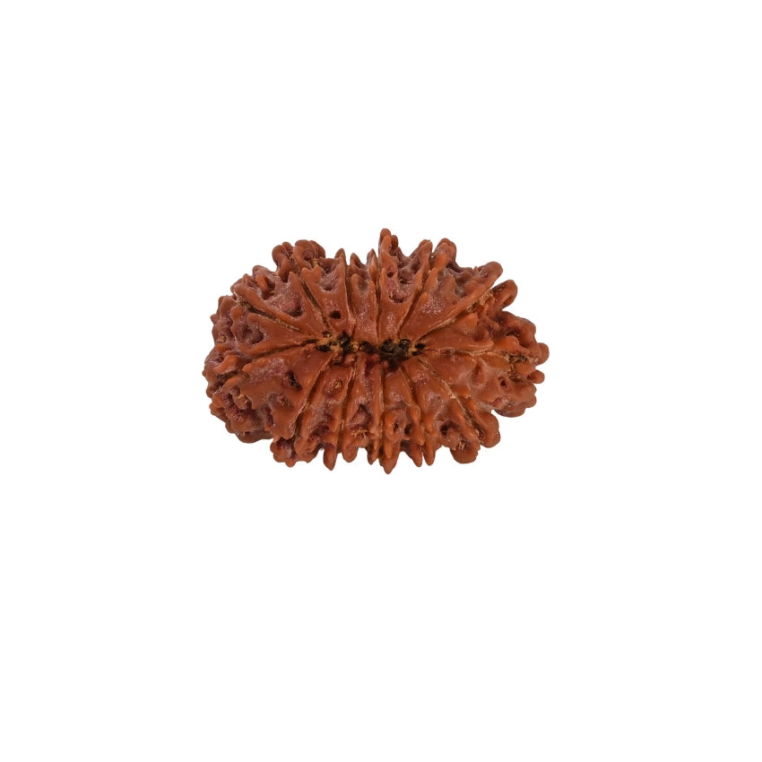 13 Mukhi Nepali Rudraksha