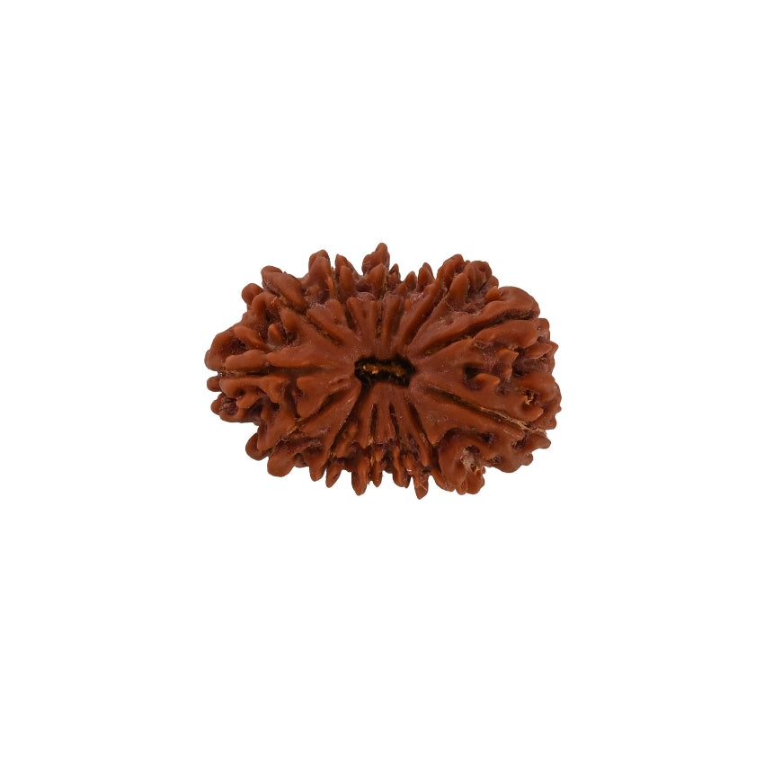 13 Mukhi Nepali Rudraksha