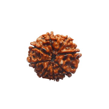 8 Mukhi Nepali Rudraksha