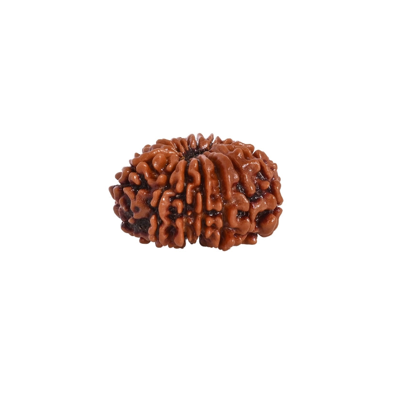 14 Mukhi Nepali Rudraksha