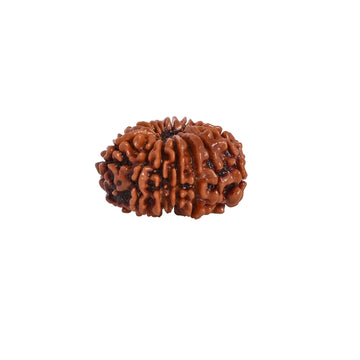 14 Mukhi Nepali Rudraksha