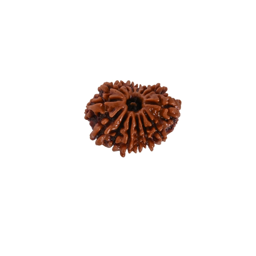 14 Mukhi Nepali Rudraksha