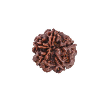 5 Mukhi Rudraksha Nepali Natural Rudraksha (Original Nepali) Lab Certified