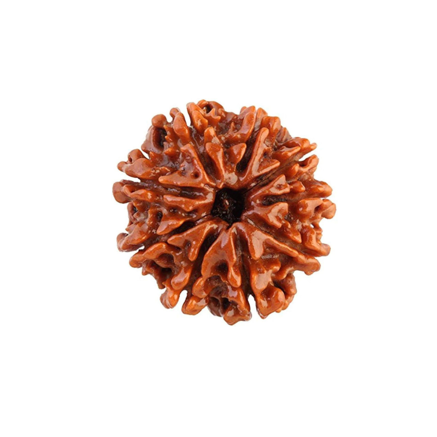 9 Mukhi Nepali Rudraksha