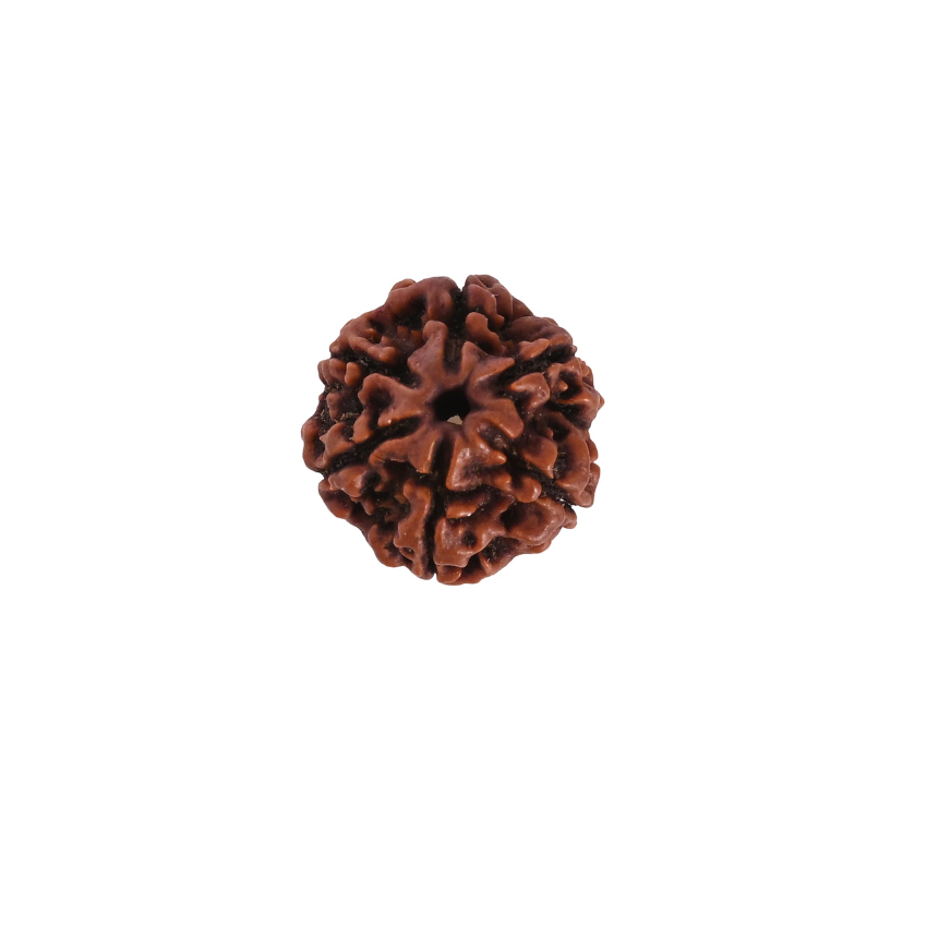 6 Mukhi Nepali Rudraksha